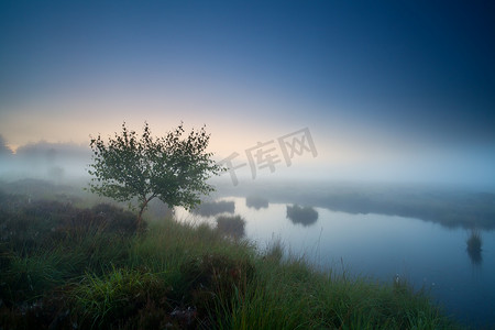 浓雾中湖边的树