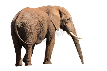 大象的耳朵课件摄影照片_孤立在白色的大象