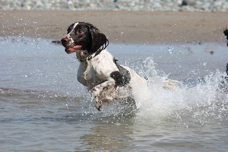 肝脏和白色工作型英国史宾格犬宠物猎犬