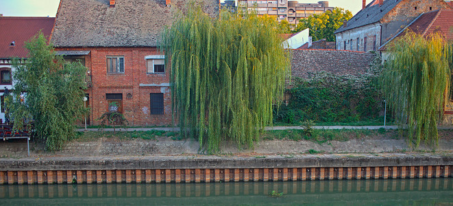 河岸房屋前的柳树