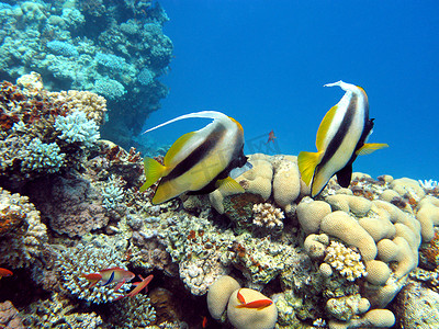 外来动物摄影照片_热带海底珊瑚礁和几条旗鱼