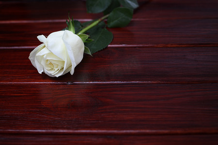 木制背景上的白玫瑰