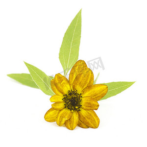 白色背景上的向日葵 (Helianthus)