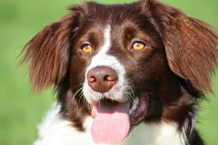 非常可爱的肝脏和白色牧羊犬 cross springer spaniel 宠物狗