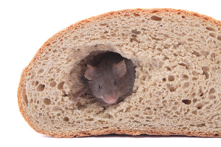 老鼠和面包