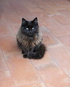 美丽的深棕色蓬松猫，红色上有翠绿的眼睛