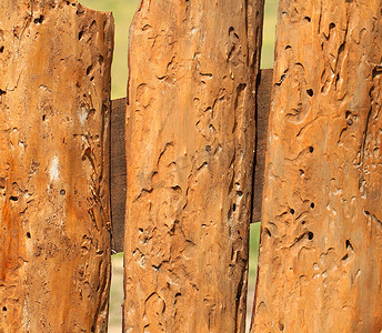 被昆虫吃掉的旧木板。