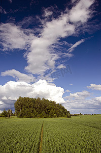 蓝天草地麦田摄影照片_绿色麦田和蓝天春天风景