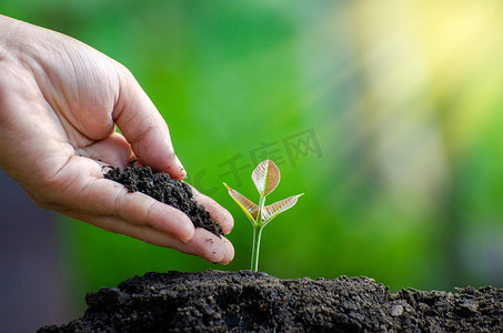 幼树摄影照片_树苗手植发芽在土壤中与日落关闭男性手植幼树在绿色背景