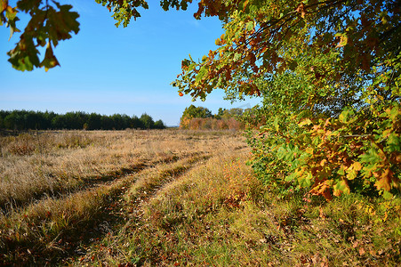 穿过树枝看秋天的草地和土路