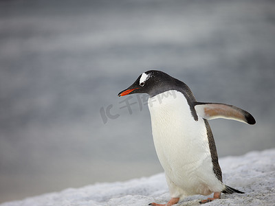 活泼小企鹅摄影照片_走在雪地上的企鹅