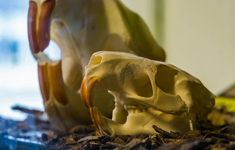 海狸鼠 (Myocastor coypus) 的头骨，啮齿类动物的头盖骨，有巨大的牙齿