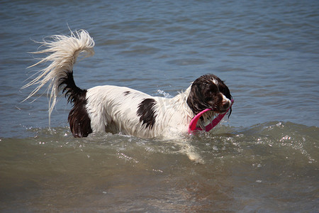 可爱的工作型英国史宾格犬在海里玩耍
