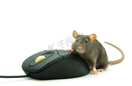 老鼠和电脑鼠标