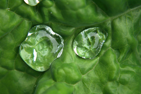 植物上的水滴摄影照片_水滴