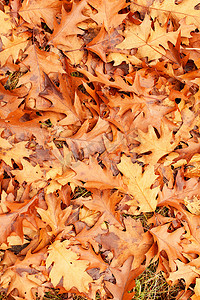 9月壁纸摄影照片_五颜六色的秋天树叶