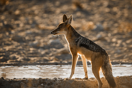 南非 Kgalagadi 跨境公园的黑背豺