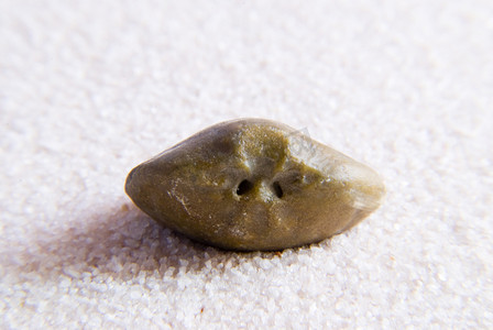 海小石摄影照片_化石