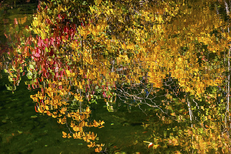 黄色红色叶子秋天颜色反射抽象华盛顿