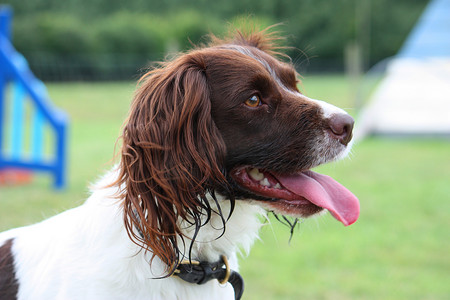工作型肝脏和白色英国史宾格犬宠物猎犬