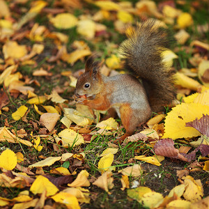 秋天森林里的松鼠