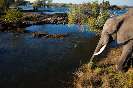 在河的非洲丛林大象