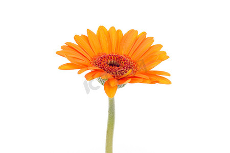 龙的诗句摄影照片_孤立在白色背景上的单个橙色非洲菊