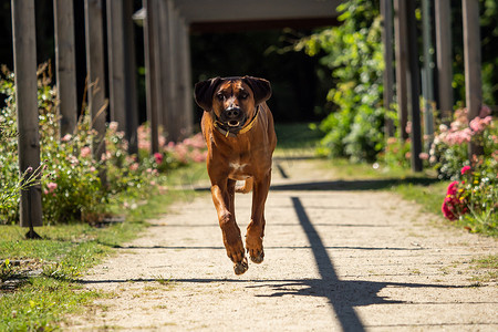 一只美丽的罗得西亚脊背犬跑向镜头
