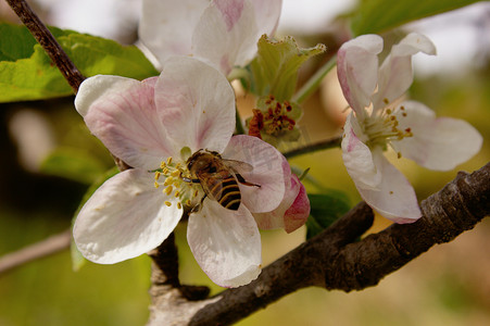春天盛开的桃花摄影照片_蜜蜂在春天盛开的桃花上