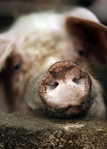 猪牲畜摄影照片_脏猪