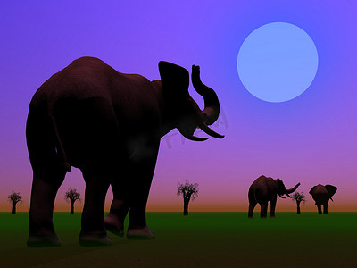 夜间大草原上的大象