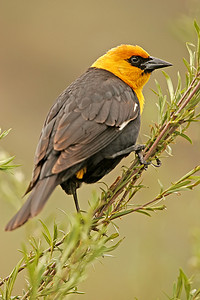 雄性黄头黑鸫 (Xanthocephalus xanthocephalus)