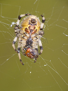 节肢动物门摄影照片_蜘蛛