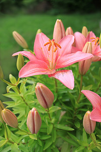 亚洲百合的幼芽