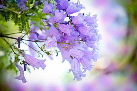 花热带摄影照片_蓝花楹。