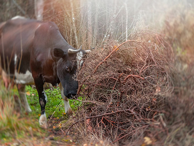 迷路的黑牛游荡到森林里