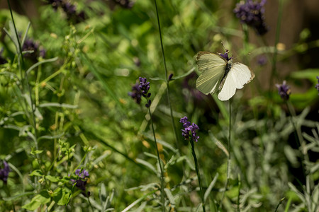 一只美丽的蝴蝶在狂放的庭院里