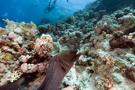 红海的巨型海鳗和热带珊瑚礁。