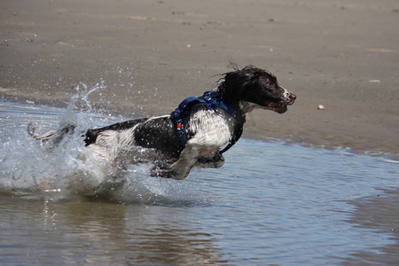 工作型英国史宾格犬宠物猎犬在 san 上跳跃