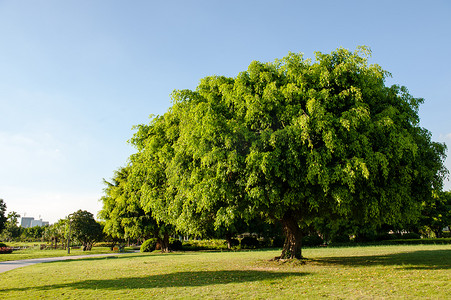 绿草摄影照片_公园里的榕树