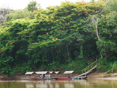 桂河沿岸的热带森林