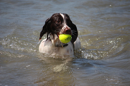 可爱的工作型英国史宾格犬在海里玩耍