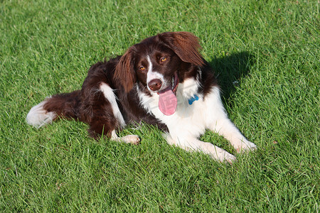 非常可爱的肝脏和白色牧羊犬 cross springer spaniel 宠物狗