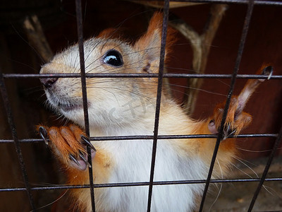 可爱指数摄影照片_关在笼子里的松鼠