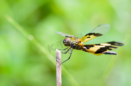 黑色和黄色的蜻蜓