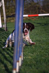 工作型英国史宾格犬宠物猎犬敏捷编织