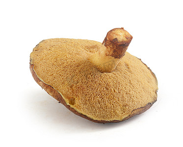 奶油蘑菇