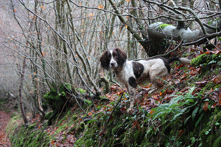 工作型肝脏和白色英国史宾格犬宠物猎犬