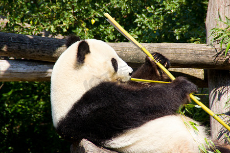 放松的大熊猫吃新鲜的竹子