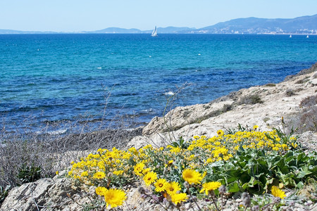 黄色野花盛开反对蓝色海洋马略卡岛